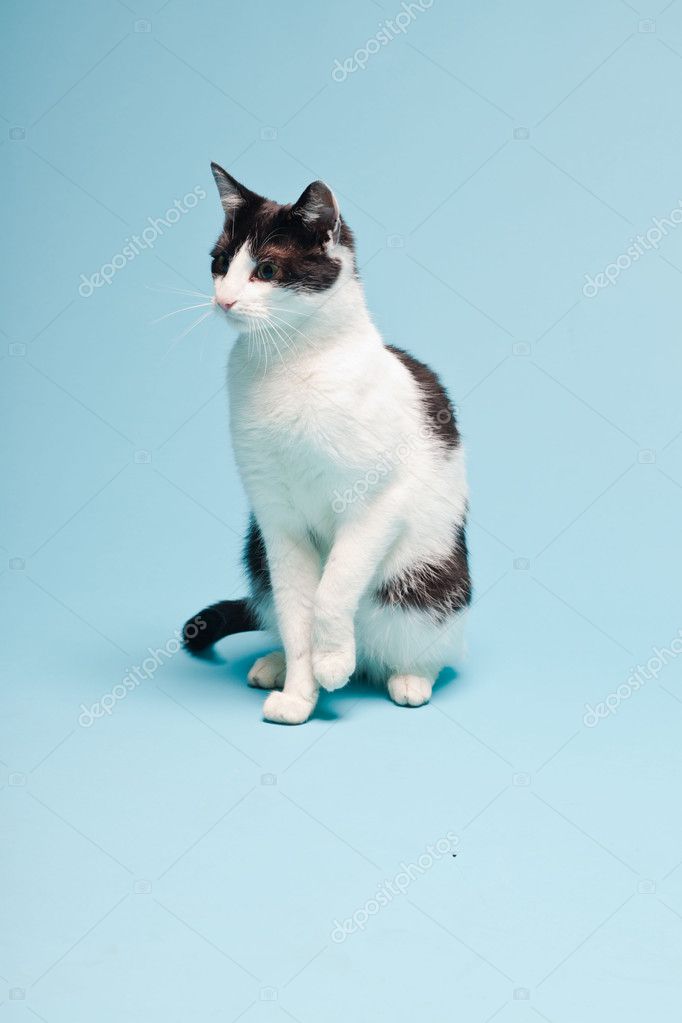 Weiße Katze mit schwarzen Flecken auf hellblauem Hintergrund. Studioaufnahme. Stockfotografie