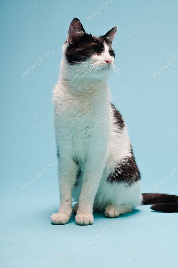White cat with black spots isolated on light blue background. Studio