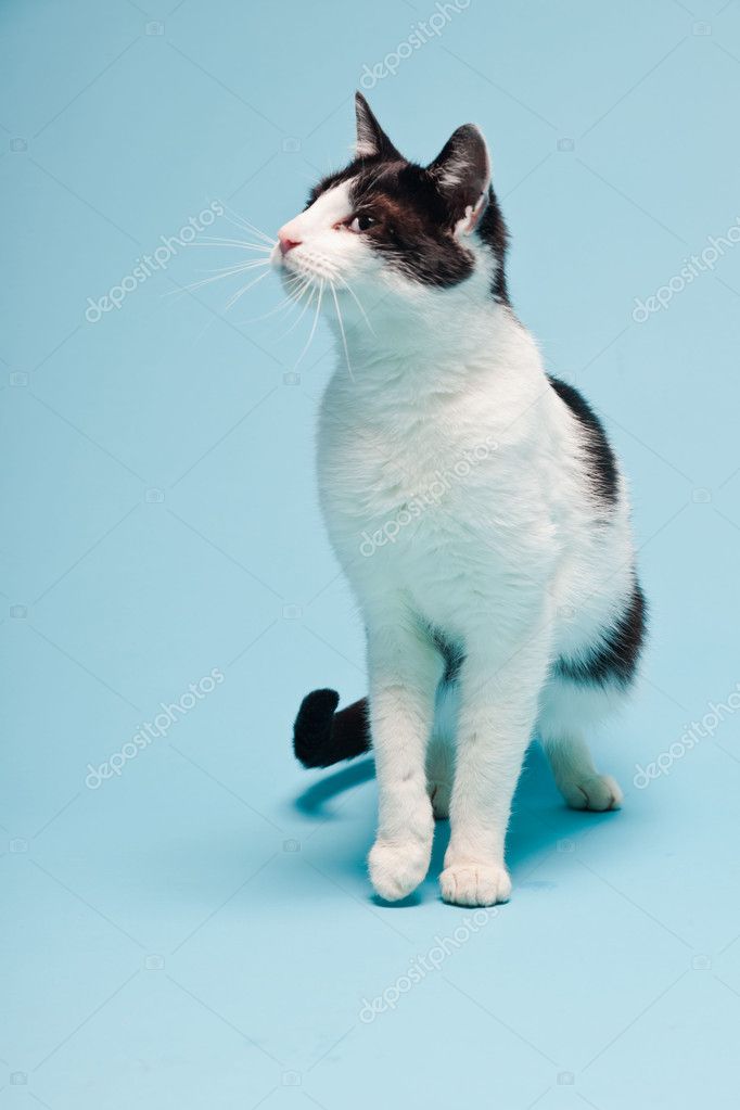 White cat with black spots isolated on light blue background. Studio shot.  Stock Photo by ©ysbrand 11257723