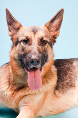 Alman shepard köpek açık mavi renkli izole Studio portresi