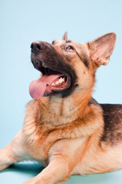 Alman shepard köpek açık mavi renkli izole Studio portresi