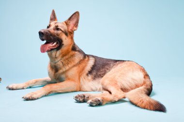 Alman shepard köpek açık mavi renkli izole Studio portresi