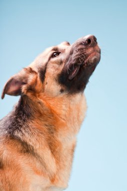 Alman shepard köpek açık mavi renkli izole Studio portresi