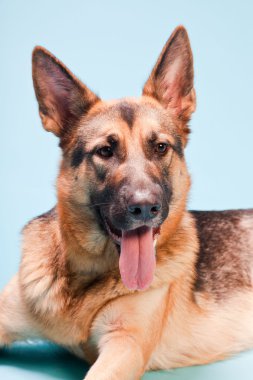 Alman shepard köpek açık mavi renkli izole Studio portresi