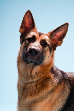 Alman shepard köpek açık mavi renkli izole Studio portresi