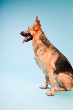 Alman shepard köpek açık mavi renkli izole Studio portresi