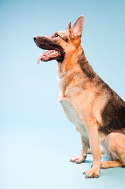 Alman shepard köpek açık mavi renkli izole Studio portresi