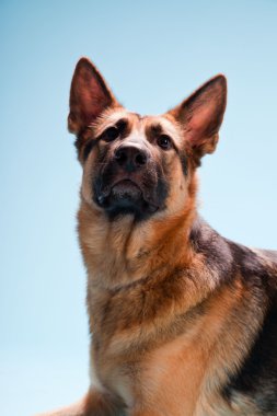 Alman shepard köpek açık mavi renkli izole Studio portresi