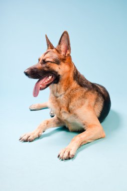 Alman shepard köpek açık mavi renkli izole Studio portresi