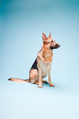 Alman shepard köpek açık mavi renkli izole Studio portresi