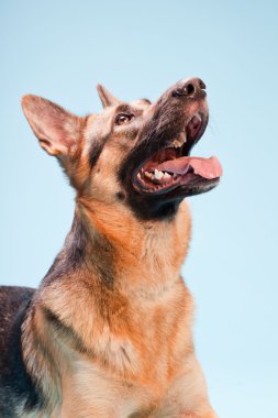 Alman shepard köpek açık mavi renkli izole Studio portresi