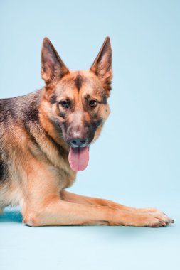 Alman shepard köpek açık mavi renkli izole Studio portresi