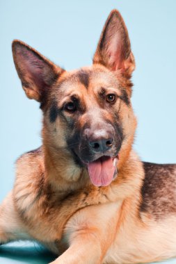 Alman shepard köpek açık mavi renkli izole Studio portresi