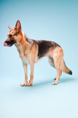 Alman shepard köpek açık mavi renkli izole Studio portresi