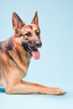 Alman shepard köpek açık mavi renkli izole Studio portresi