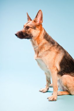 Alman shepard köpek açık mavi renkli izole Studio portresi