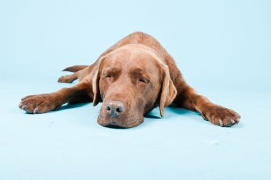 Açık mavi renkli izole kahverengi labrador Studio portresi.