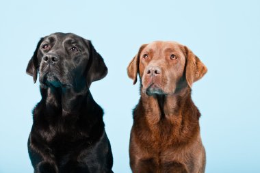 Stüdyo iki Labrador'un açık mavi renkli izole portresi. kahverengi ve siyah.