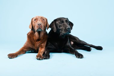 Stüdyo iki Labrador'un açık mavi renkli izole portresi. kahverengi ve siyah.