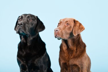 Stüdyo iki Labrador'un açık mavi renkli izole portresi. kahverengi ve siyah.