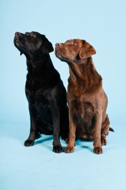 Stüdyo iki Labrador'un açık mavi renkli izole portresi. kahverengi ve siyah.