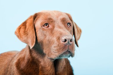 Açık mavi renkli izole kahverengi labrador Studio portresi.