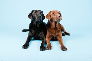 Stüdyo iki Labrador'un açık mavi renkli izole portresi. kahverengi ve siyah.