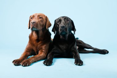 Stüdyo iki Labrador'un açık mavi renkli izole portresi. kahverengi ve siyah.