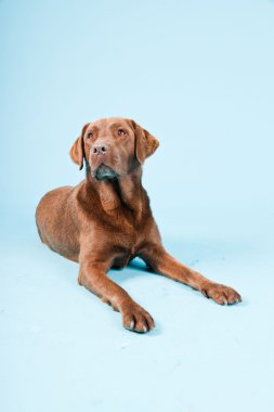 Açık mavi renkli izole kahverengi labrador Studio portresi.