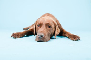 Açık mavi renkli izole kahverengi labrador Studio portresi.