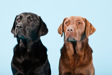 Stüdyo iki Labrador'un açık mavi renkli izole portresi. kahverengi ve siyah.