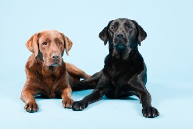 Stüdyo iki Labrador'un açık mavi renkli izole portresi. kahverengi ve siyah.