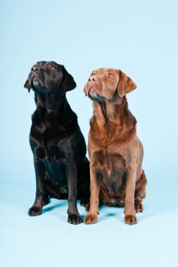 Stüdyo iki Labrador'un açık mavi renkli izole portresi. kahverengi ve siyah.