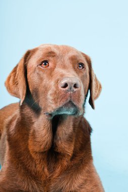 Açık mavi renkli izole kahverengi labrador Studio portresi.