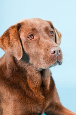 Açık mavi renkli izole kahverengi labrador Studio portresi.