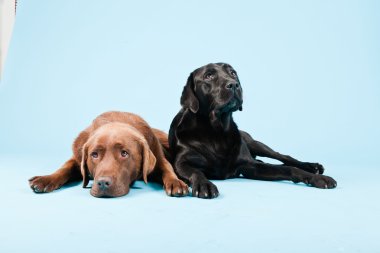 Stüdyo iki Labrador'un açık mavi renkli izole portresi. kahverengi ve siyah.