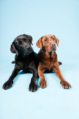 Stüdyo iki Labrador'un açık mavi renkli izole portresi. kahverengi ve siyah.