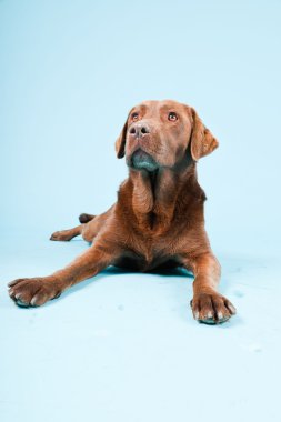 Açık mavi renkli izole kahverengi labrador Studio portresi.