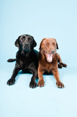 Stüdyo iki Labrador'un açık mavi renkli izole portresi. kahverengi ve siyah.