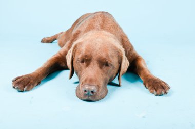 Açık mavi renkli izole kahverengi labrador Studio portresi.