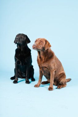 Stüdyo iki Labrador'un açık mavi renkli izole portresi. kahverengi ve siyah.