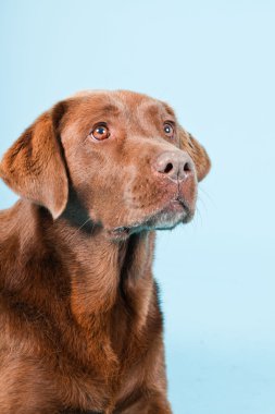 Açık mavi renkli izole kahverengi labrador Studio portresi.