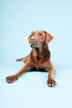 Açık mavi renkli izole kahverengi labrador Studio portresi.