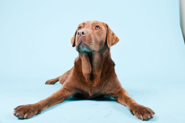 Açık mavi renkli izole kahverengi labrador Studio portresi.