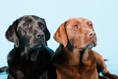 Stüdyo iki Labrador'un açık mavi renkli izole portresi. kahverengi ve siyah.