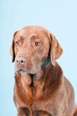 Açık mavi renkli izole kahverengi labrador Studio portresi.