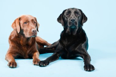 Stüdyo iki Labrador'un açık mavi renkli izole portresi. kahverengi ve siyah.