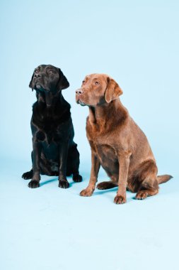 Stüdyo iki Labrador'un açık mavi renkli izole portresi. kahverengi ve siyah.