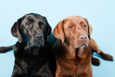 Stüdyo iki Labrador'un açık mavi renkli izole portresi. kahverengi ve siyah.