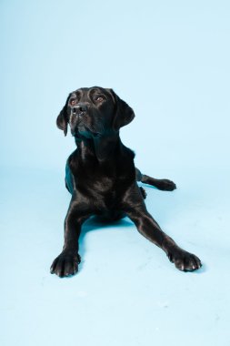 Stüdyo portre Siyah labrador açık mavi renkli izole..